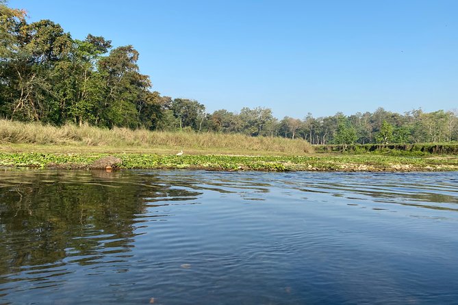 Chitwan Jungle Safari Tour - Tharu Culture and Natural Museum Stops: Why These Matter