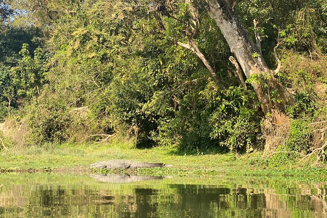 Chitwan Jungle Safari Tour - Price and Value: Is $140 Worth It?