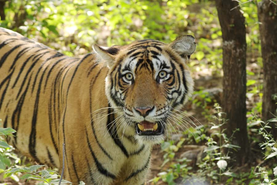 Chitwan: Jungle Safari Tour with Canoe Ride in Forest River - Price and value: is $201 per person a good deal?