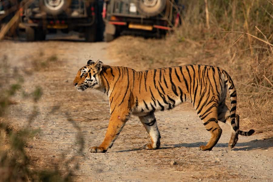 Chitwan: Jungle Safari Tour with Canoe Ride in Forest River - Why Chitwan works so well for a 3-day wildlife trip