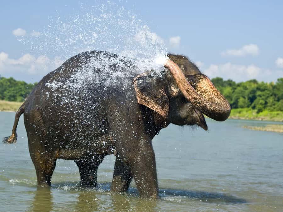 Chitwan: Jungle Safari Tour with Canoe Ride in Forest River - Day 1: arrival, lodge grounds walk, and Tharu dance night