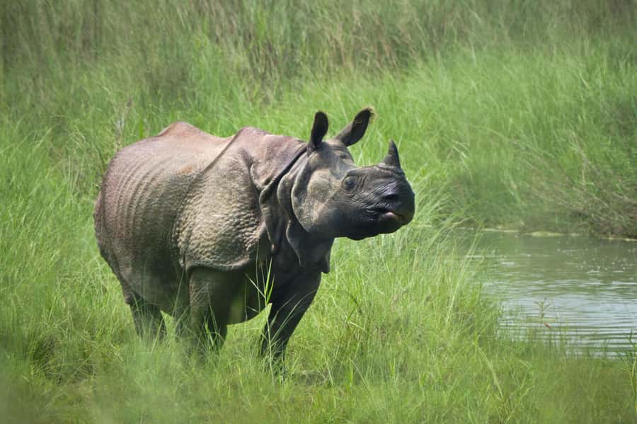 Chitwan: Jungle Safari Tour with Canoe Ride in Forest River - Evening nature walk for nocturnal wildlife, and how to manage expectations