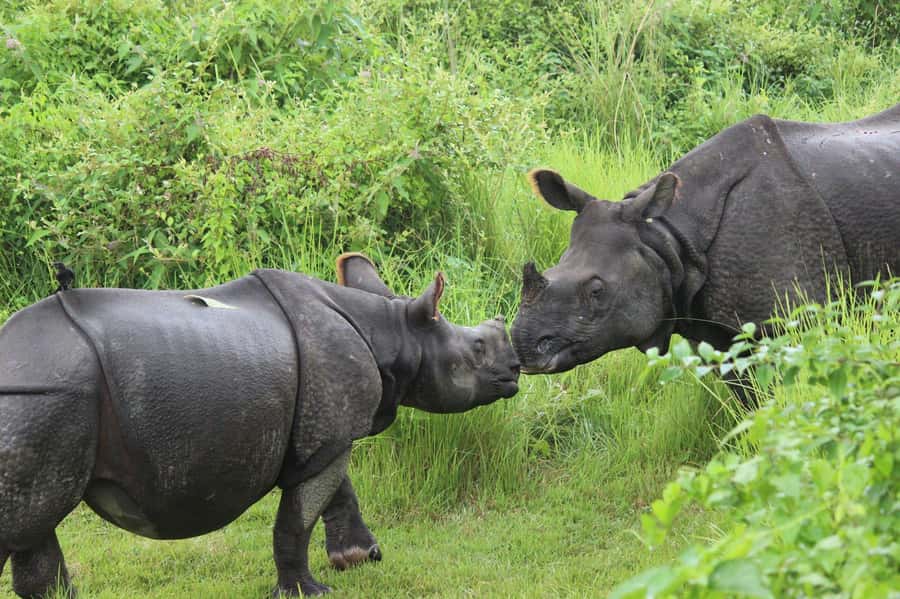 Chitwan: Jungle Safari Tour with Canoe Ride in Forest River - Wildlife expectations: what you can realistically hope to see