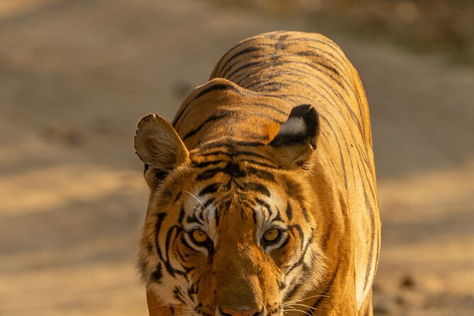 Chitwan National Park Tour - Day 3 early jungle time and the return to Kathmandu