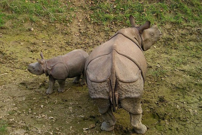 Classic Nepal Tour - Chitwan National Park: jungle safari time with wildlife and birds in mind
