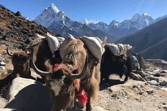 Everest Base Camp Trek 12 Days – Best Himalayan Adventure - Mount Everest section: the Base Camp goal at 5,364m