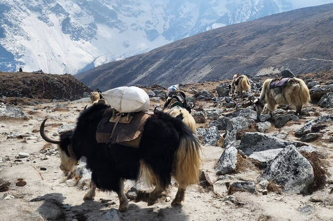 Everest Base Camp Trek from Kathmandu 12 Days - Key highlights I’d circle on your plan