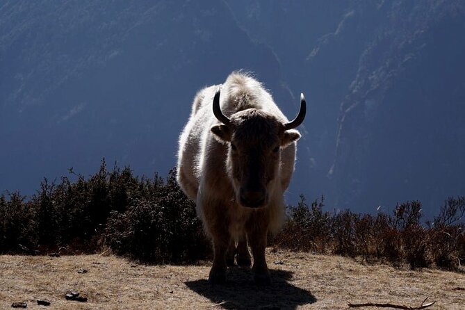 Everest Base Camp Trekking - 2025/2026 - Phakding to Namche Bazaar: your first real taste of Khumbu life