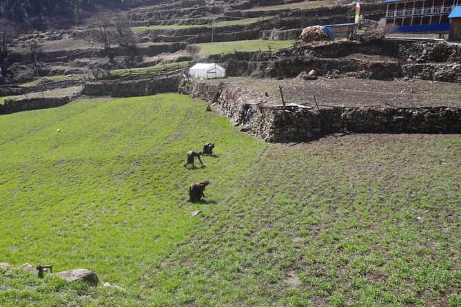 Experience the Thrill of a Lifetime:12-Days Manaslu Circuit trek - Who this trek suits best (and who should reconsider)