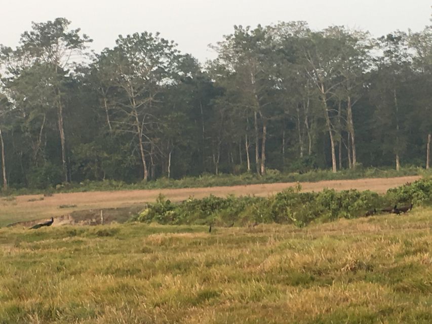 From Chitwan: Full Day Jeep Safari in Chitwan National Park - The 8-Hour Flow, Timing, and What Your Day Really Feels Like