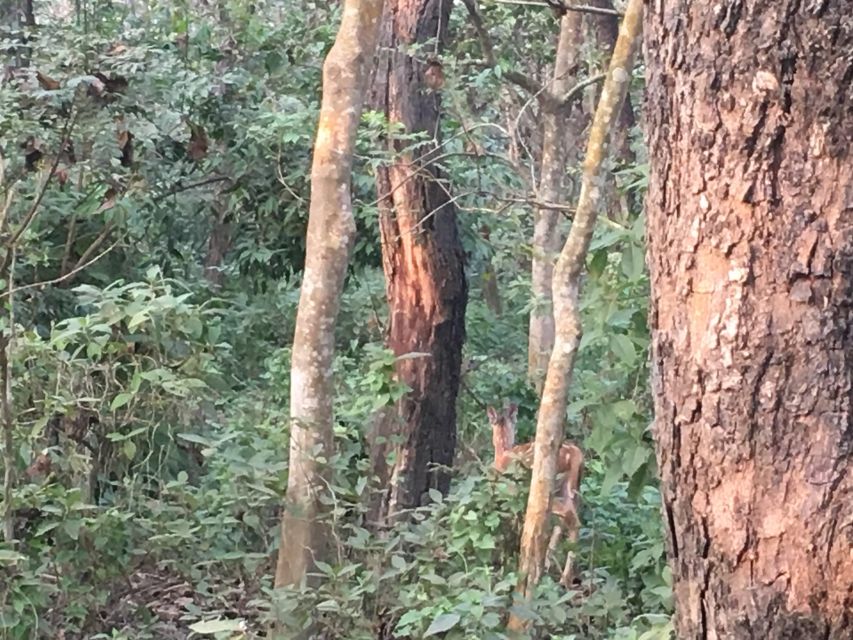 From Chitwan : Jeep Safari,Canoeing,Forest walk Day Tour - Should you book this wildlife day tour from Chitwan?