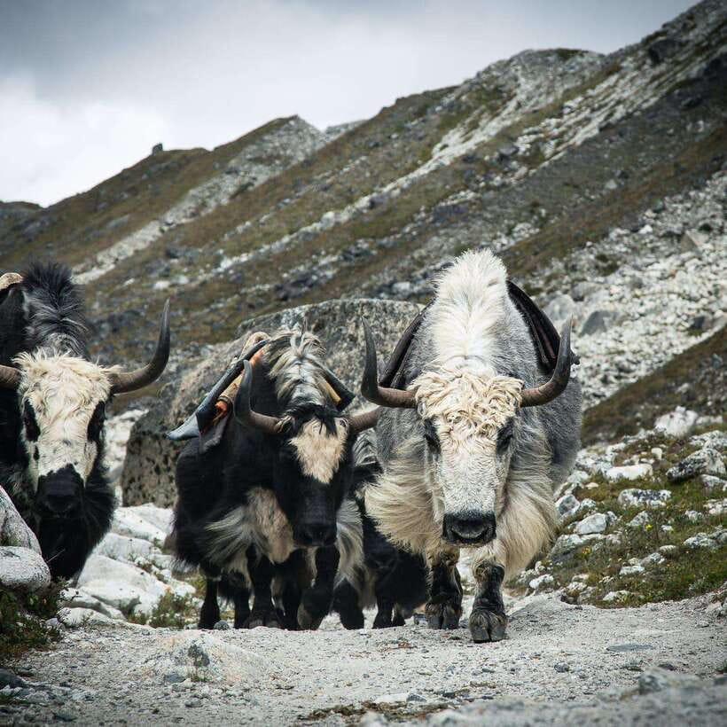 From Kathmandu: Guided Everest Base Camp Trek - Gorak Shep, Kala Patthar, and Everest Base Camp Day