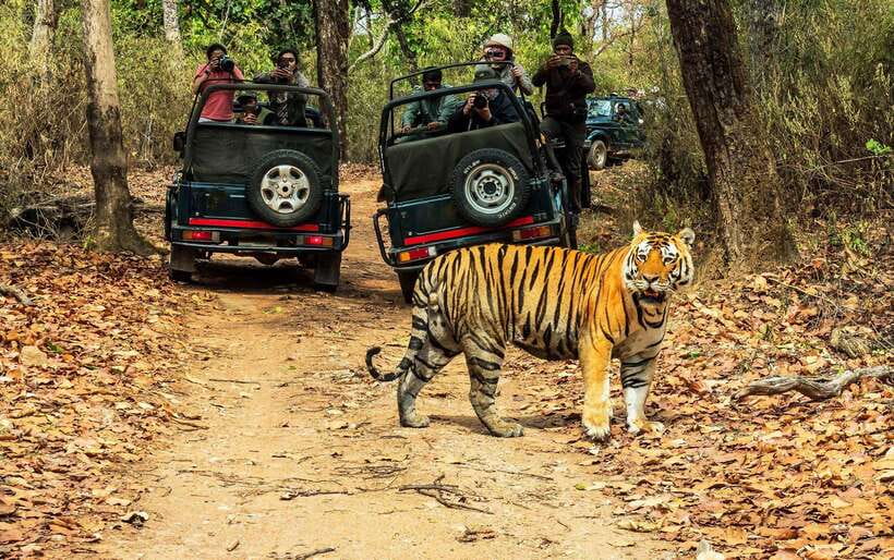 From Kathmandu/Pokhara: 2, 3, or 4-Day Chitwan Jungle Safari - Choosing Your Duration: 2-Day, 3-Day, or 4-Day Plan