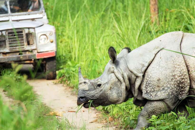 From Kathmandu/Pokhara: 2, 3, or 4-Day Chitwan Jungle Safari - Day 3 on 4-Day Option: Another Morning Bird Session and More Jeep Time
