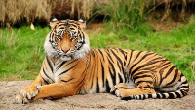 From Kathmandu/Pokhara: 3-Day All-Inclusive Chitwan Safari