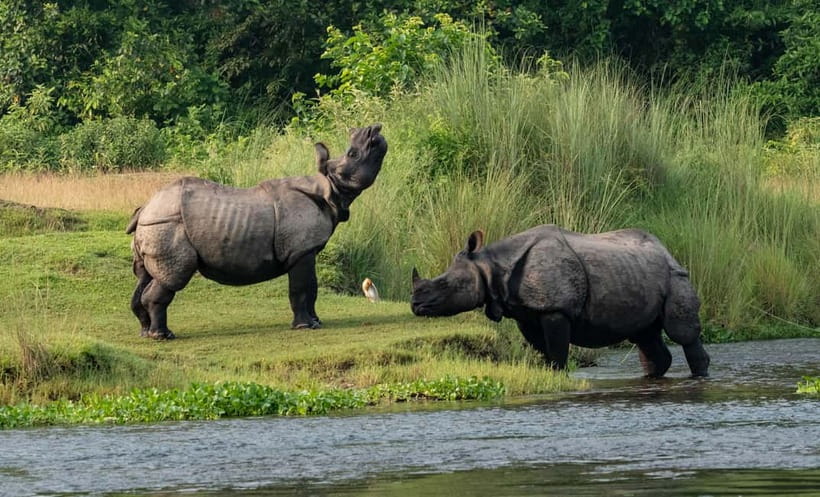 From Kathmandu/Pokhara: 3-Day Chitwan National Park Tour - Key things to know before you go