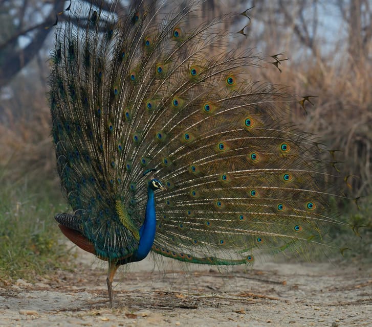 From Kathmandu/Pokhara: 3-Day Chitwan National Park Tour - Who should book this Chitwan safari, and who should skip it