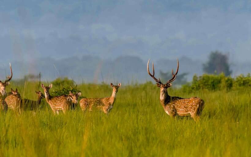From Kathmandu/Pokhara: 3-Day Chitwan National Park Tour - Sauraha: the practical base for Chitwan wildlife time