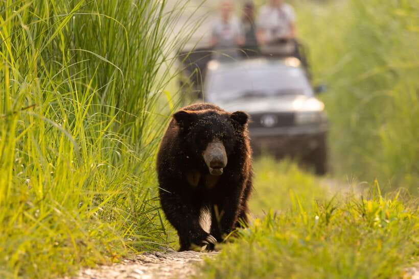 From Kathmandu/Pokhara: 3-Day Chitwan National Park Tour - Day 3: departure after breakfast, with one last wildlife chance