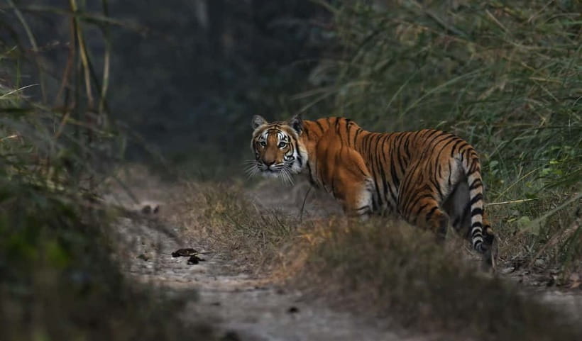 From Kathmandu/Pokhara: 3-Day Chitwan National Park Tour - Price and value: is $141 reasonable for Chitwan?