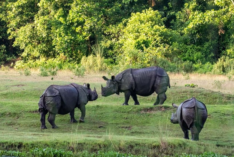 From Kathmandu/Pokhara: 3-Day Chitwan National Park Tour - What to bring, what’s not allowed, and how to behave around wildlife