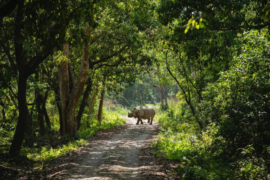From Kathmandu/Pokhara: Private 3-Day Chitwan Safari Tour - Key highlights that make this tour work