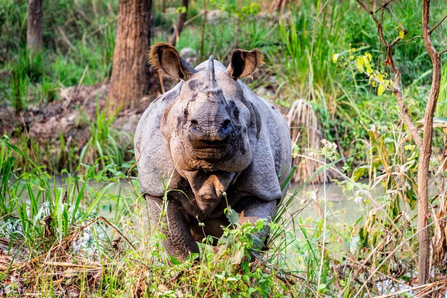From Kathmandu/Pokhara: Private 3-Day Chitwan Safari Tour - Price and value: is $168 per person a fair deal?