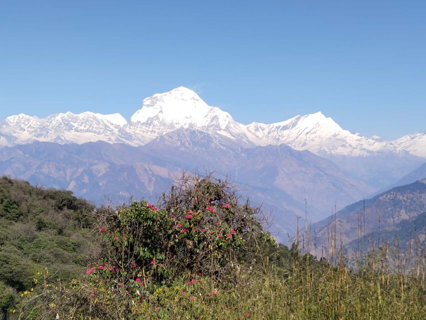From Pokhara: 10-Day Poon Hill and Annapurna Base Camp Trek - Poon Hill sunrise to Tadapani: the early climb that changes your mood