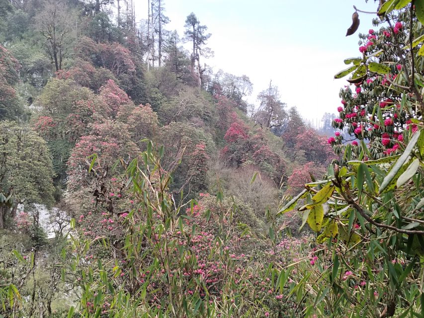 From Pokhara: Budget 2 Night 3 days Poon hill trek - Should You Book the Budget 2 Night 3 Day Poon Hill Trek?