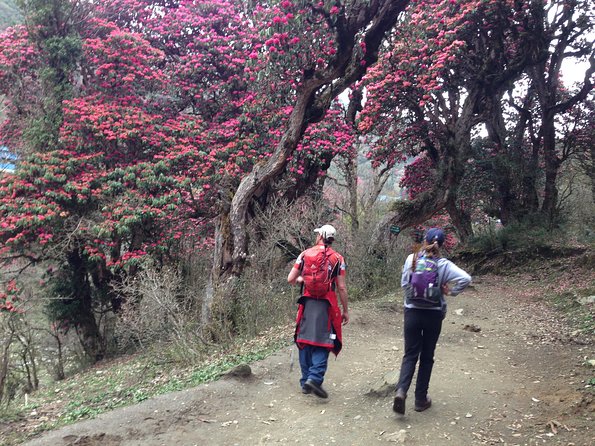 Ghorepani Poon Hill Trek - Day four: downhill into Ghandruk and Gurung village time