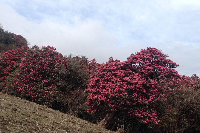 Ghorepani Poon Hill Trek - Teahouses and comfort: private bathrooms plus cozy evenings