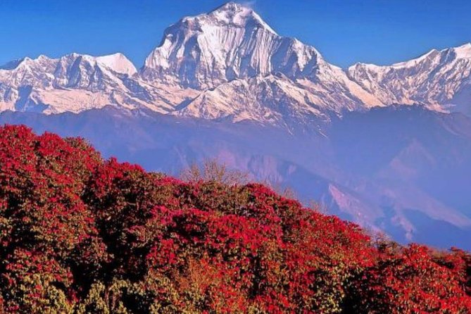 Ghorepani Poonhill Trek -8 Days - Trail Day by Day, From Nayapul to Ghorepani’s Ridge Walks