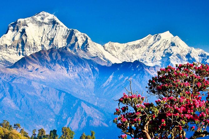 Ghorepani Poonhill Trek -8 Days - Price and Logistics: Does $800 Make Sense for What You Get?