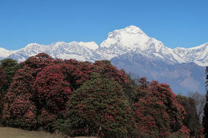 Ghorepani Poonhill Trek -8 Days - Guide, Porter, and Paperwork Support That Actually Changes Your Day