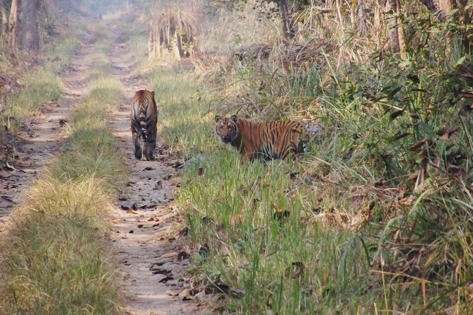 Jungle Towernight Stay: 4-Day Tour in Chitwan National Park - The Kathmandu to Chitwan transport plan, and why it matters
