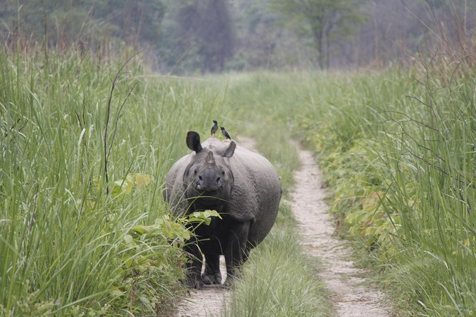 Jungle Towernight Stay In Chitwan National Park ,nepal-2 Nights 3 Days Package - Night sounds, wildlife timing, and what guides do with the chaos