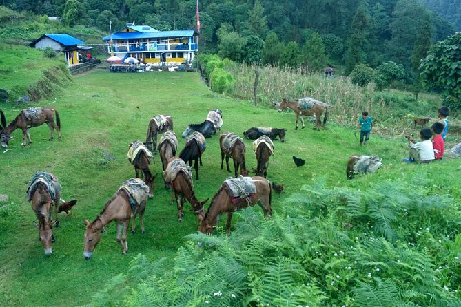 Kanchenjunga South Base Camp Trek - 13 Days - Days 3 to 5: first Kanchenjunga glimpses, rice and millet, and the climb starts to feel real