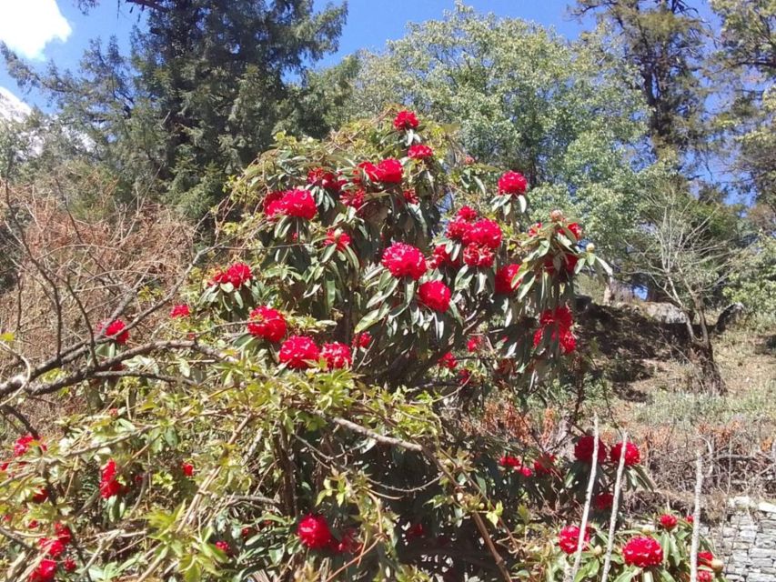 Kathmandu: 10-Day Adventurous Annapurna Circuit Trek - Chame to Upper Pisang: The Trek Turns Scenic Fast