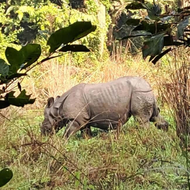 Kathmandu: 3-Day Chitwan Safari Tour with Hotel Transfers - Key highlights you will care about