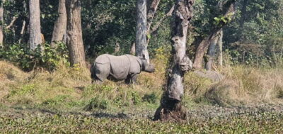3-Day Chitwan Safari Tour with Hotel Transfers