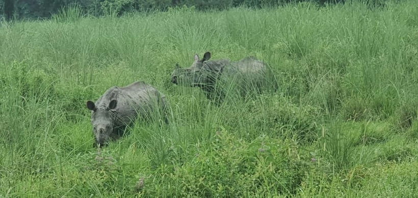 Kathmandu: 3-Day Chitwan Safari Tour with Hotel Transfers - Day 3 early wake-up and the ride back to Kathmandu
