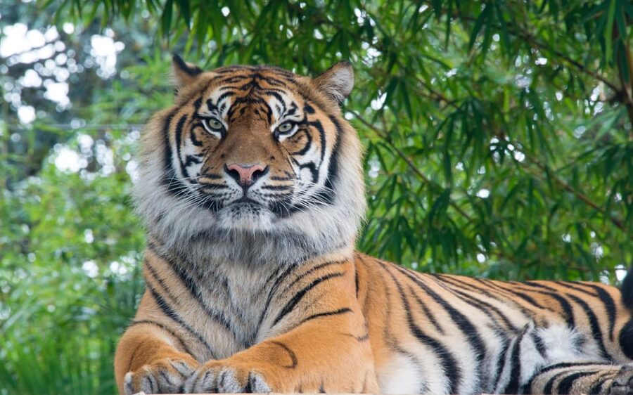 Kathmandu: 4-Day Private Chitwan National Park Safari Tour - Culture stops that make the safari feel like Nepal, not only a nature tour