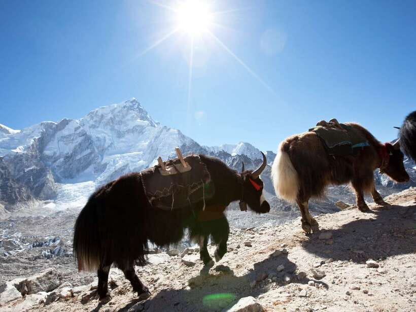 Kathmandu: 6 Days Langtang Valley Trek with Kyanjin Ri - Why Langtang Feels Special, Even on a Short Trek