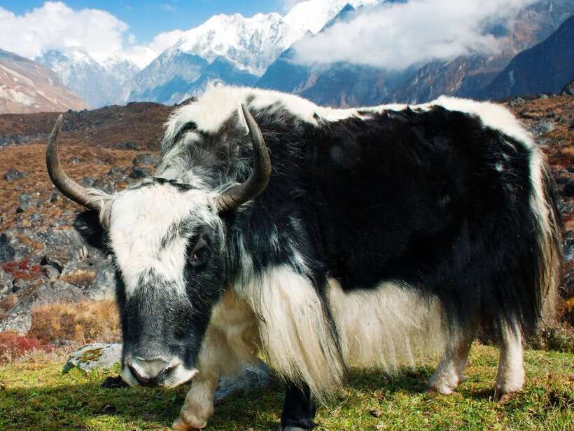 Kathmandu: 6 Days Langtang Valley Trek with Kyanjin Ri - Day 3: Ghoda Tabela to Kyanjin Gompa (3,870m), Tamang Life and the Monastery Moment