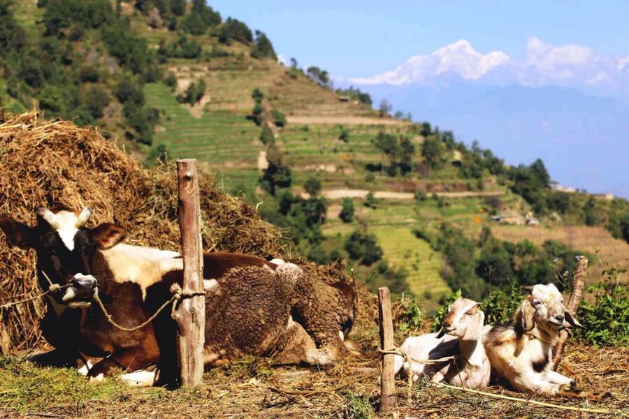 Kathmandu: Chisapani Nagarkot 3-Days 2-Nights Trek - Guides, Pace, and Why English Support Actually Matters on These Trails
