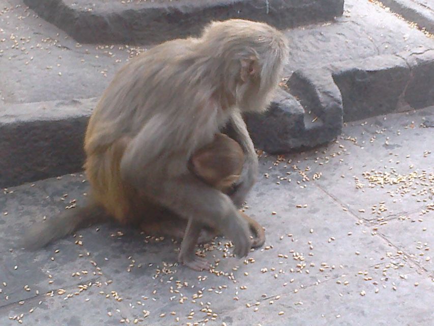 Kathmandu: Monkey Temple and Chandragiri Cable Car Ride Tour - What to bring, and how to avoid common day-tour headaches