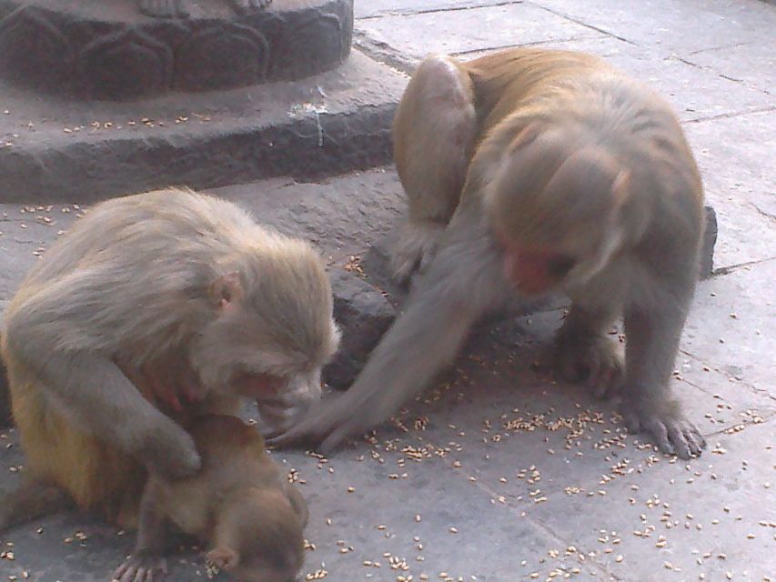 Kathmandu: Monkey Temple and Chandragiri Cable Car Ride Tour - FAQ