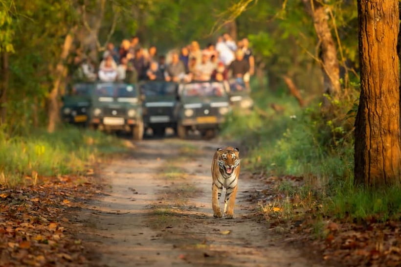 Kathmandu/Pokhara: 3 Day Chitwan Jungle Safari Tour - Chitwan Safari Basics: what this tour is really about