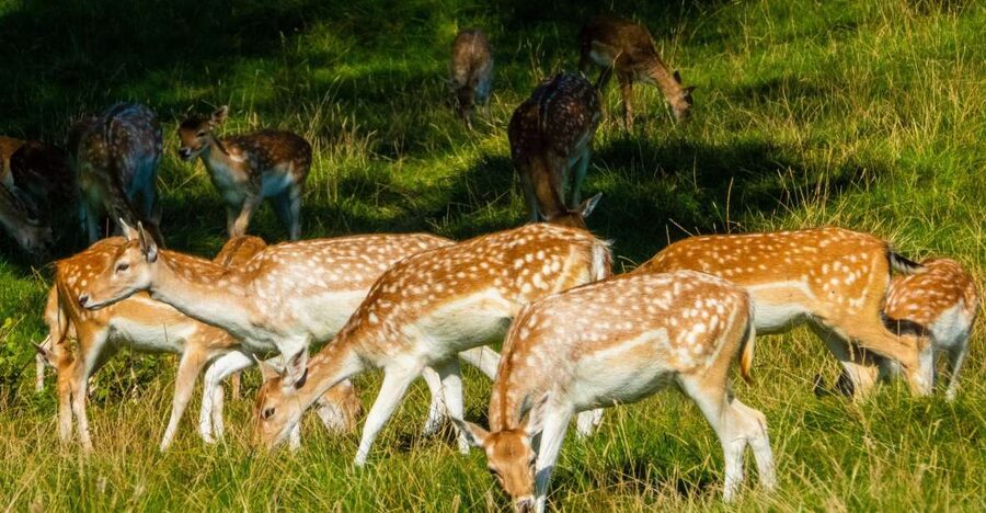 Kathmandu/Pokhara: Wildlife, Culture and Jungle Safari Tour - Key highlights you will actually care about