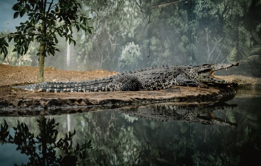 Kathmandu/Pokhara: Wildlife, Culture and Jungle Safari Tour - Who this tour is a great match for